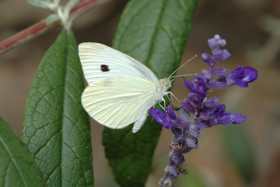 Pieris rapae - Cabbage White