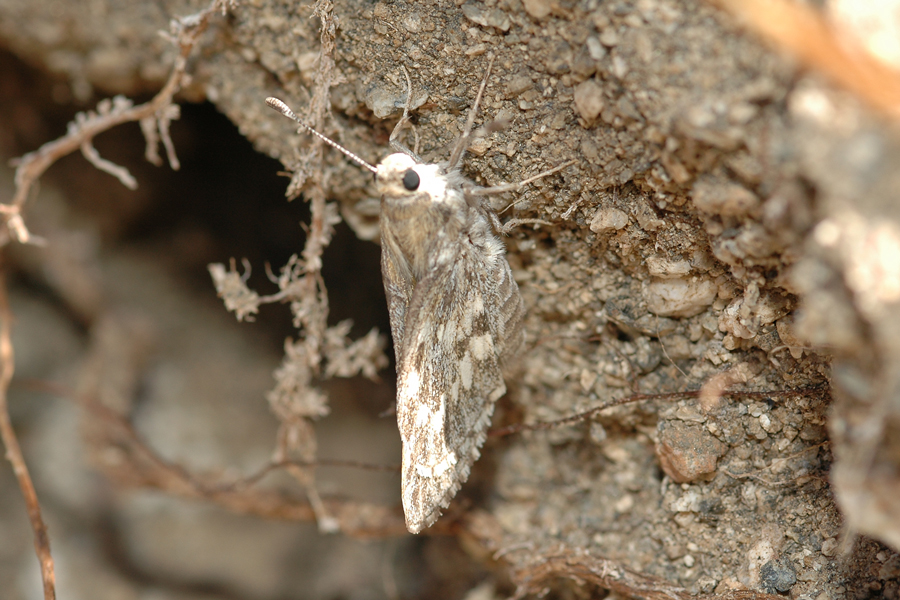 Agathymus stephensi - California Giant Skipper