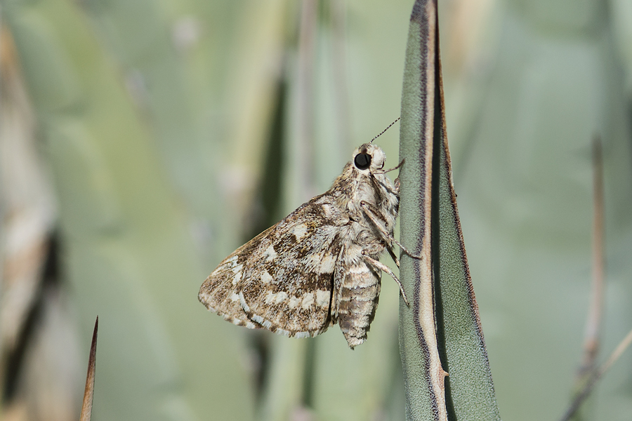 Agathymus stephensi - California Giant Skipper