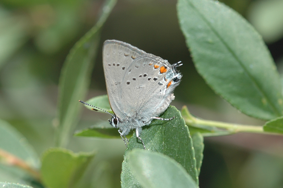 Satyrium californica californica - California Hairstreak