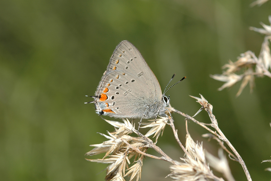 Satyrium californica californica - California Hairstreak
