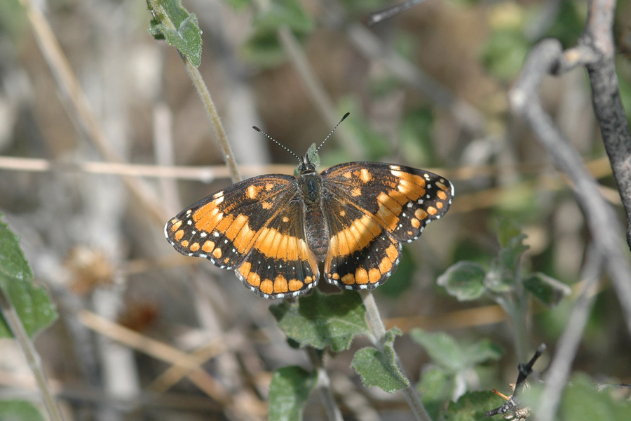 California Patch - Chlosyne californica