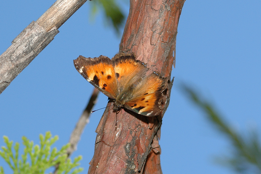 Nymphalis californica - California Tortoiseshell