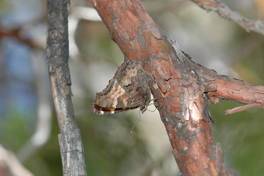 Nymphalis californica - California Tortoiseshell