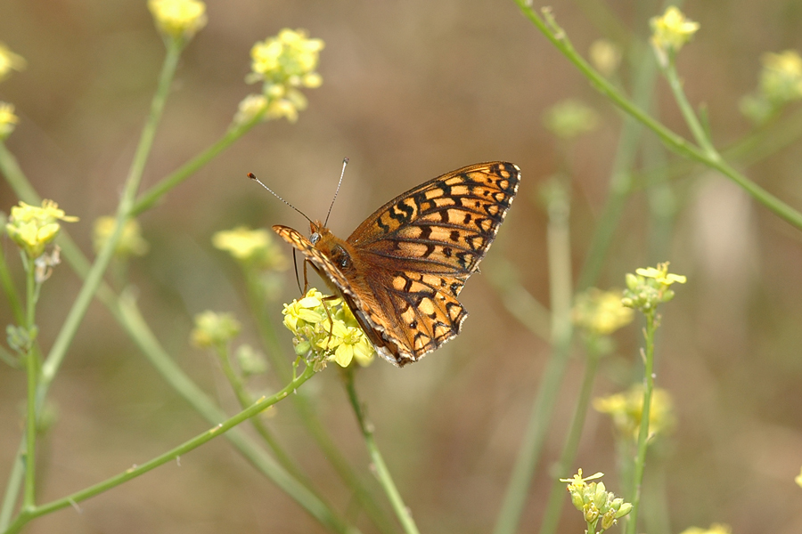 Speyeria callippe comstocki - 'Comstock's' Callippe Fritillary
