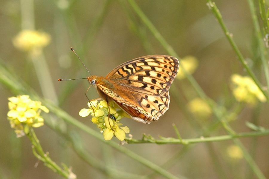Speyeria callippe comstocki - 'Comstock's' Callippe Fritillary