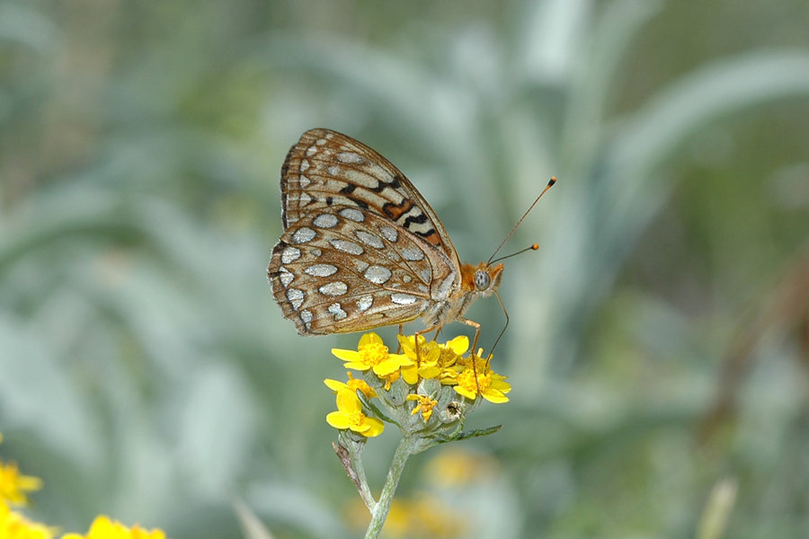 Speyeria callippe comstocki - 'Comstock's' Callippe Fritillary