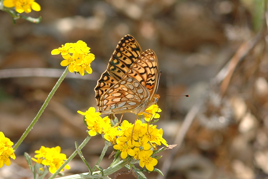 Speyeria callippe comstocki - 'Comstock's' Callippe Fritillary