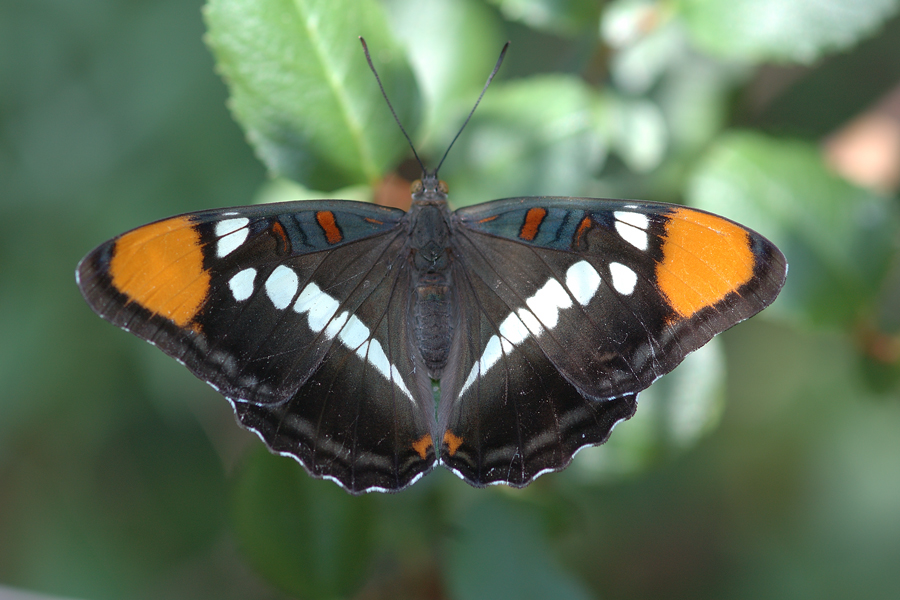 Adelpha californica - California Sister