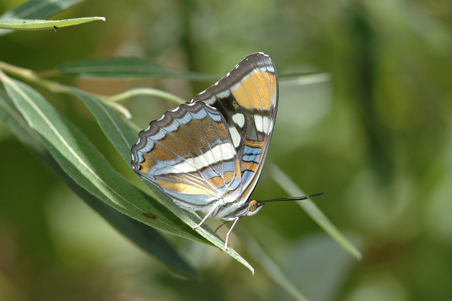 Adelpha californica - California Sister