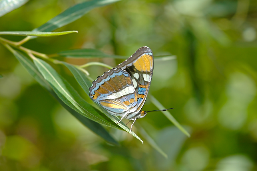 Adelpha californica - California Sister