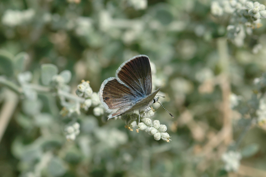Hemiargus ceraunus gyas - 'Edward's' Ceraunus Blue
