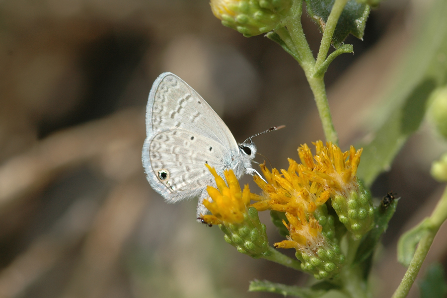 Hemiargus ceraunus gyas - 'Edward's' Ceraunus Blue