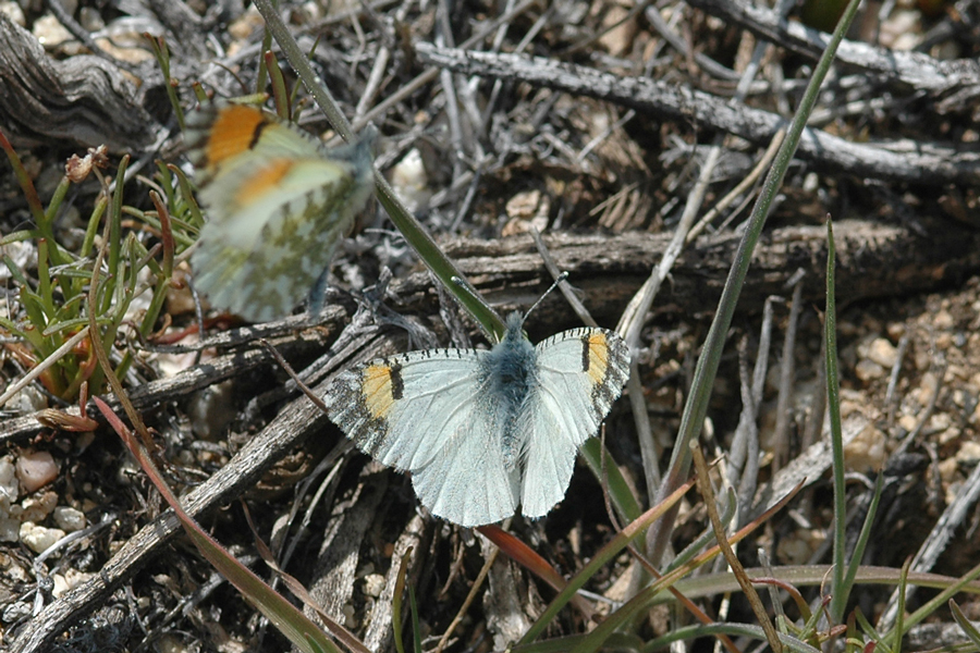 Anthocharis cethura cethura - Desert Orangetip