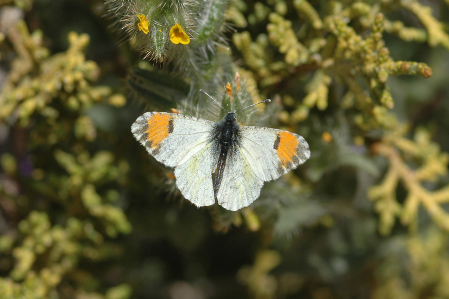 Anthocharis cethura cethura - Desert Orangetip