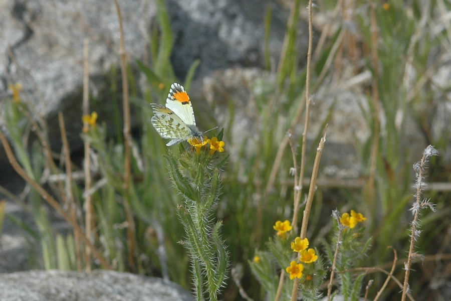 Anthocharis cethura cethura - Desert Orangetip