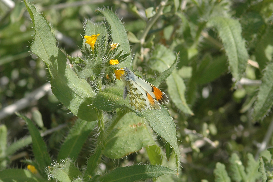 Anthocharis cethura cethura - Desert Orangetip