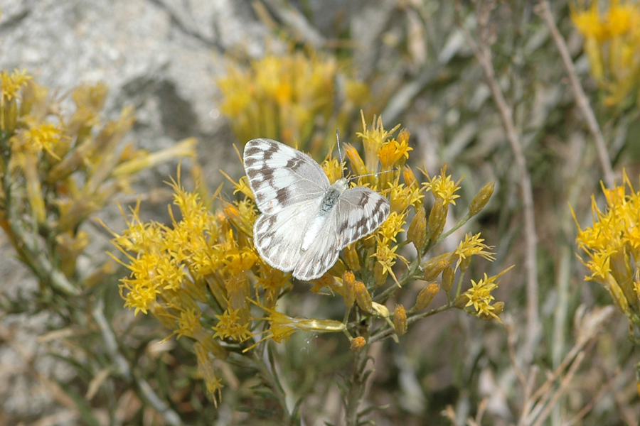 Checkered White - Pontia protodice