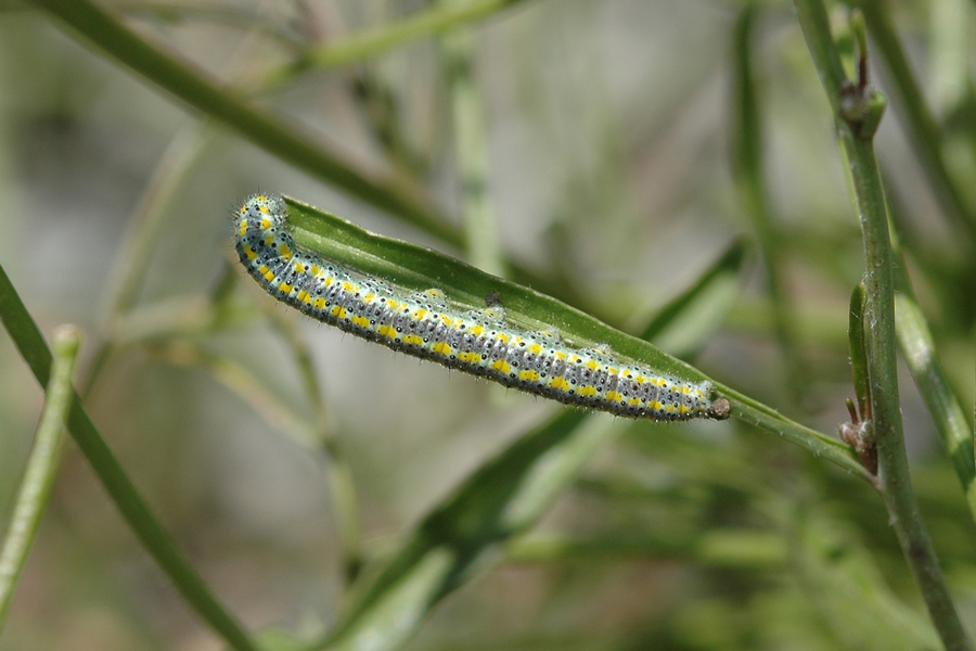 Larva of Checkered White - Pontia protodice
