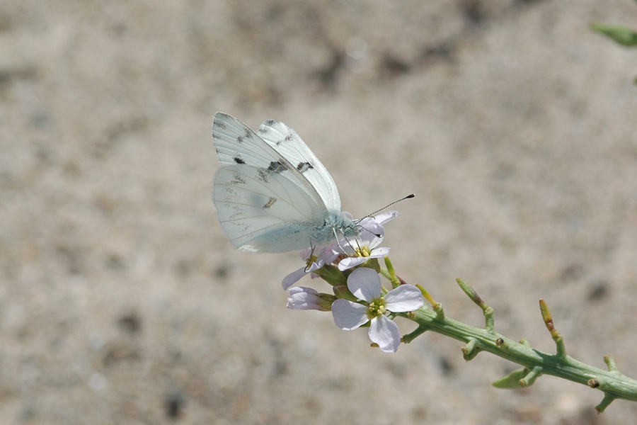Checkered White - Pontia protodice