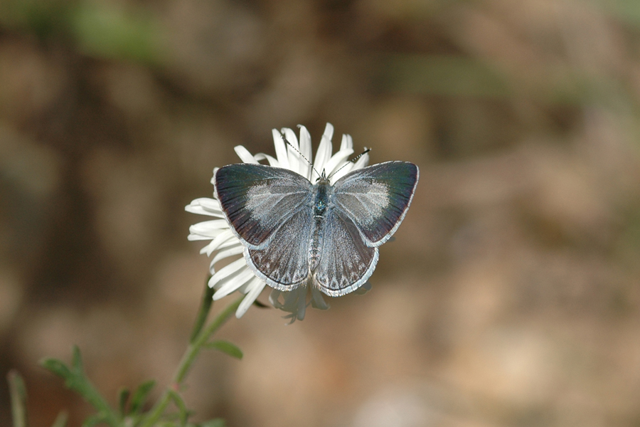 Celastrina echo cinerea - 'Cinereous' Echo Blue