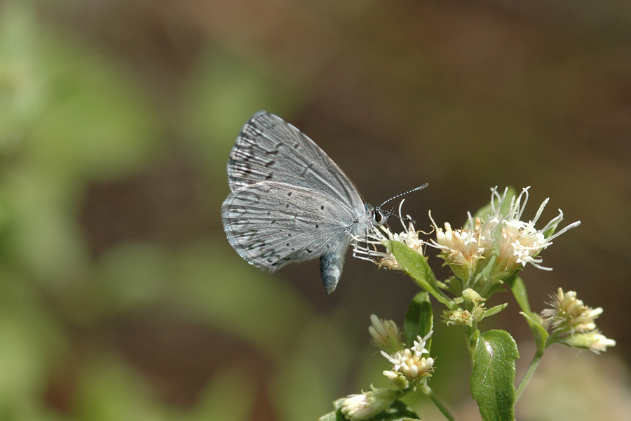 Celastrina echo cinerea - 'Cinereous' Echo Blue