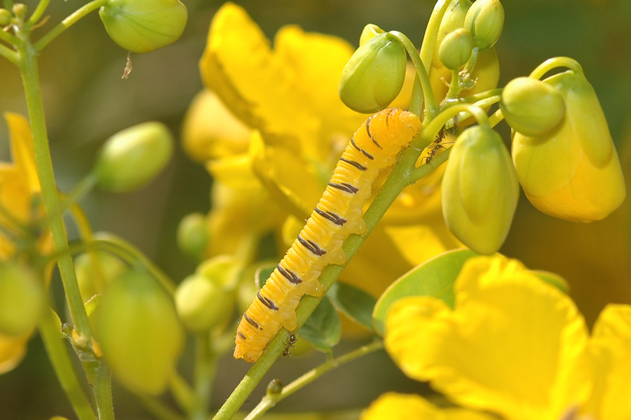 Phoebis sennae marcellina - Cloudless Sulphur larva