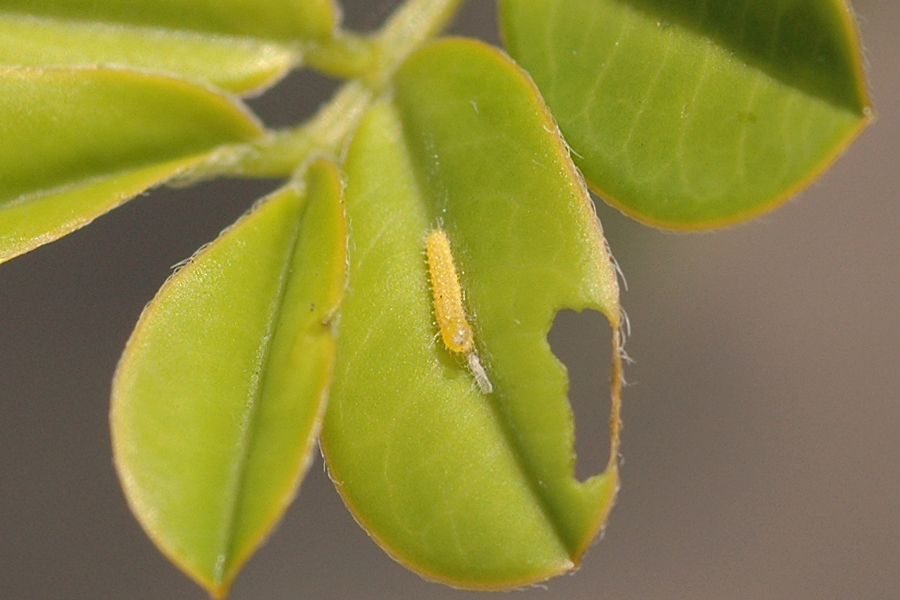 Phoebis sennae marcellina - Cloudless Sulphur larva