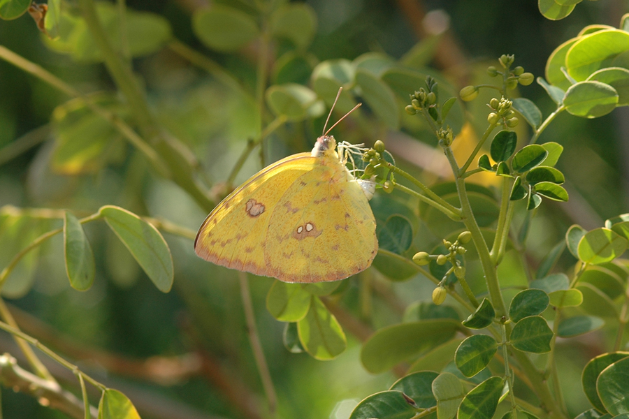 Phoebis sennae marcellina - Cloudless Sulphur