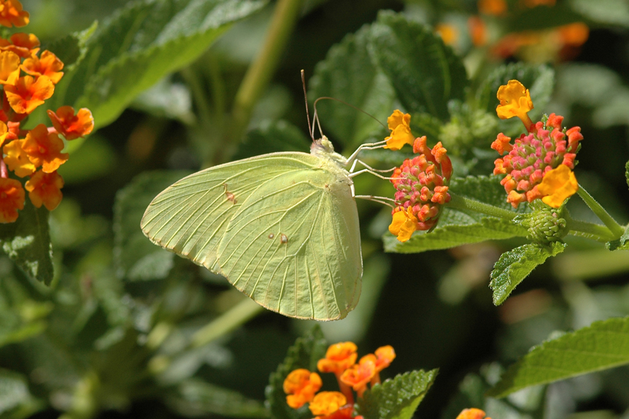 Phoebis sennae marcellina - Cloudless Sulphur
