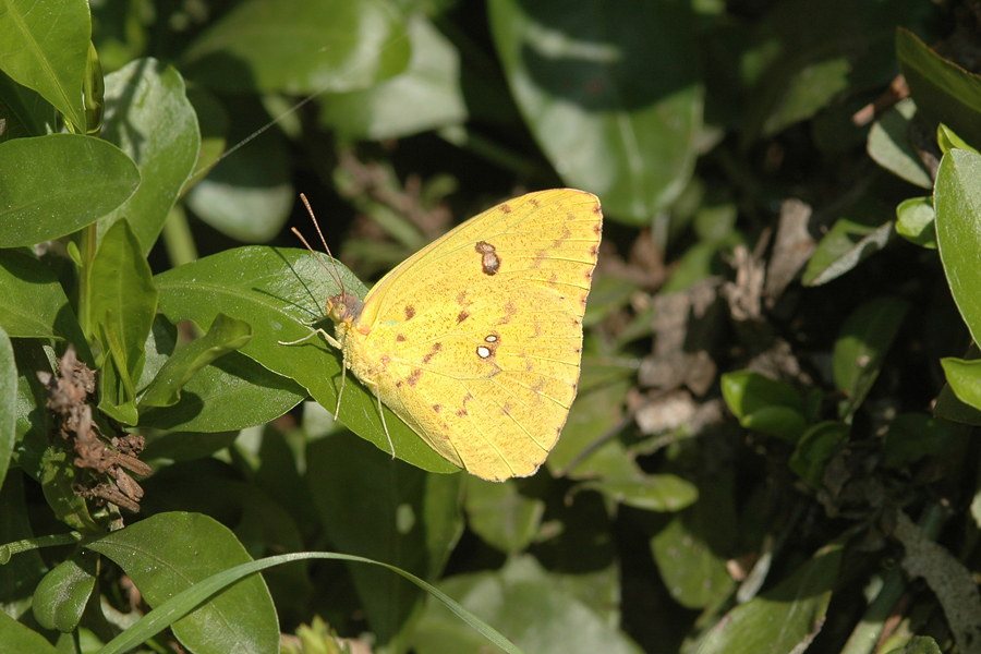 Phoebis sennae marcellina - Cloudless Sulphur