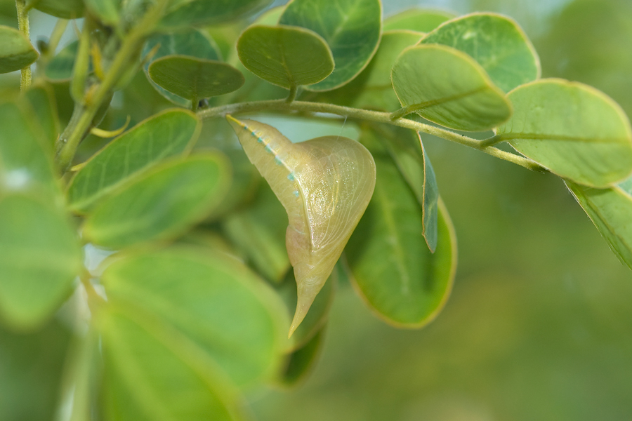 Phoebis sennae marcellina - Cloudless Sulphur pupa