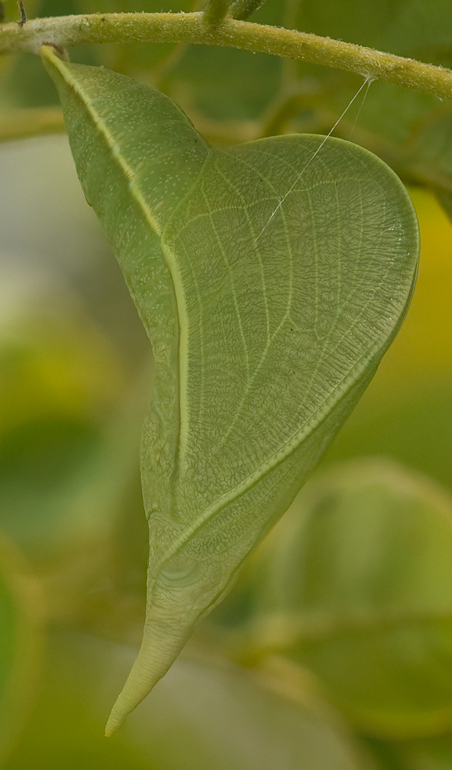 Phoebis sennae marcellina - Cloudless Sulphur pupa