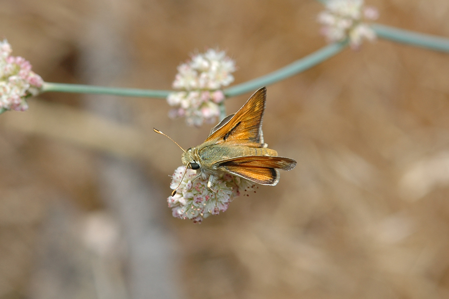 Hesperia colorado tildeni