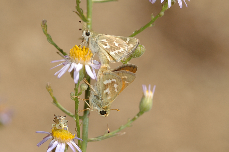 Hesperia colorado tildeni