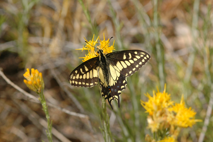 'Desert' Black Swallowtail - Papilio polyxenes coloro