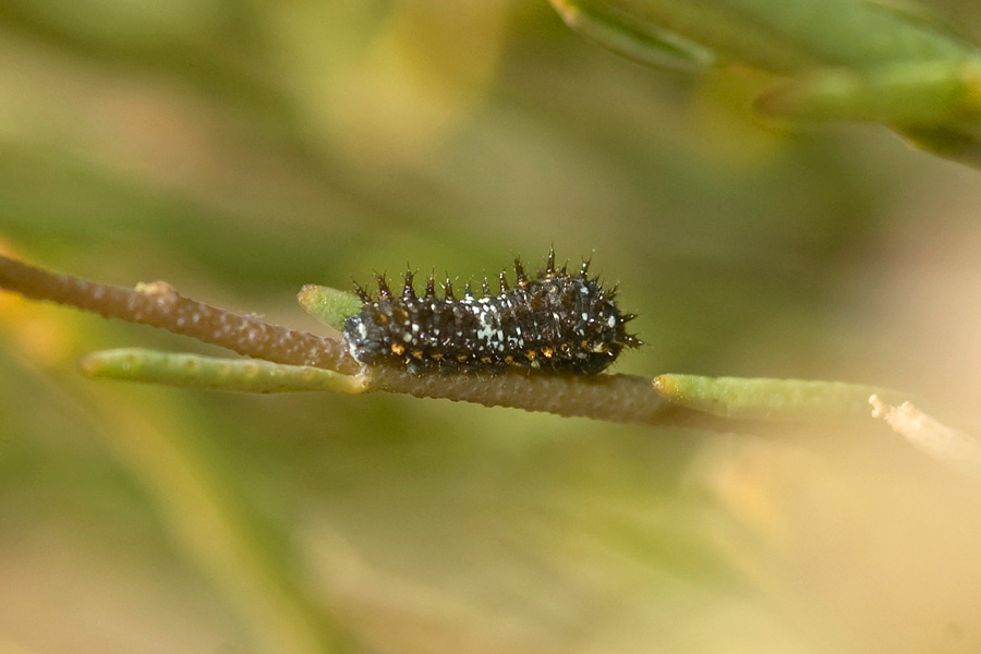'Desert' Black Swallowtail - Papilio polyxenes coloro