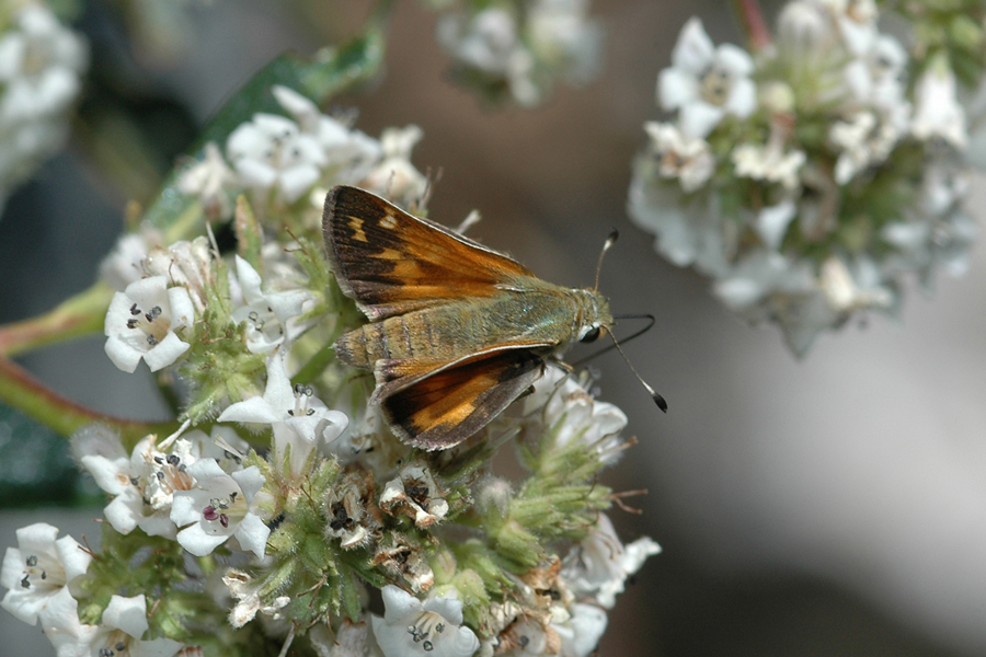 Hesperia colorado leussleri - Leussler's Branded Skipper
