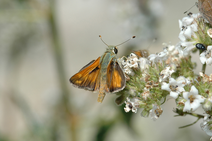 Hesperia colorado leussleri - Leussler's Branded Skipper