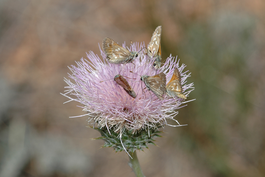 Hesperia colorado leussleri - Leussler's Branded Skipper