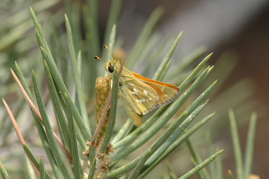 Hesperia colorado leussleri - Leussler's Branded Skipper