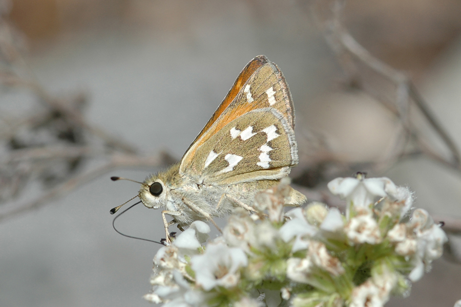 Hesperia colorado leussleri - Leussler's Branded Skipper
