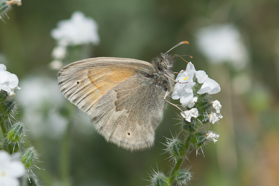Coenonympha california - 'California' Common Ringlet