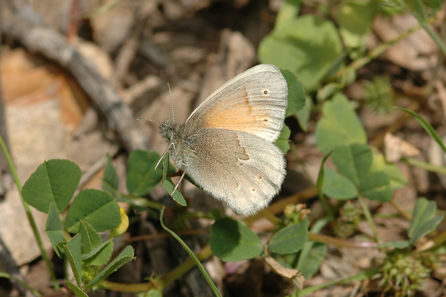 Coenonympha tullia california - 'California' Common Ringlet