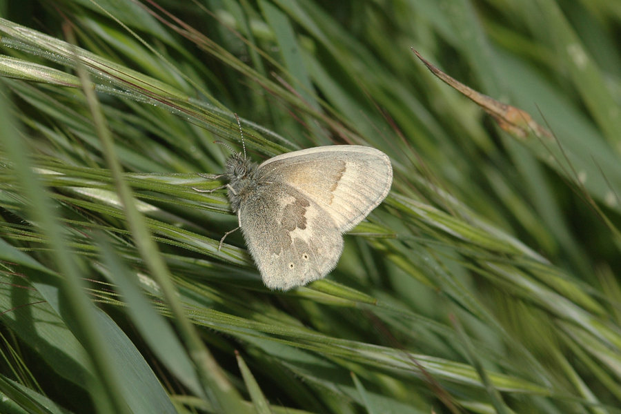 Coenonympha tullia california - 'California' Common Ringlet