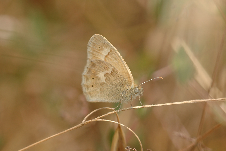 Coenonympha tullia california - 'California' Common Ringlet