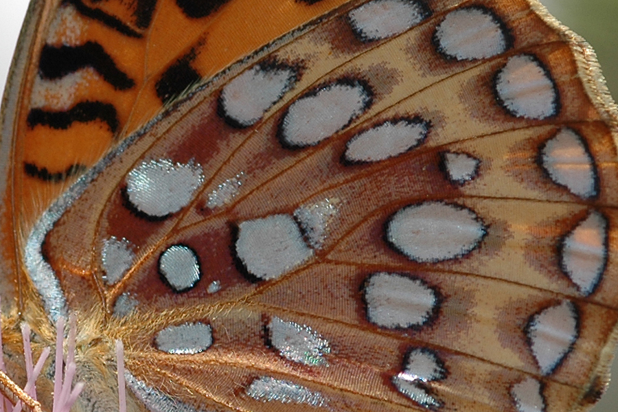 Speyeria coronis semiramis - 'Semiramis' Coronis Fritillary