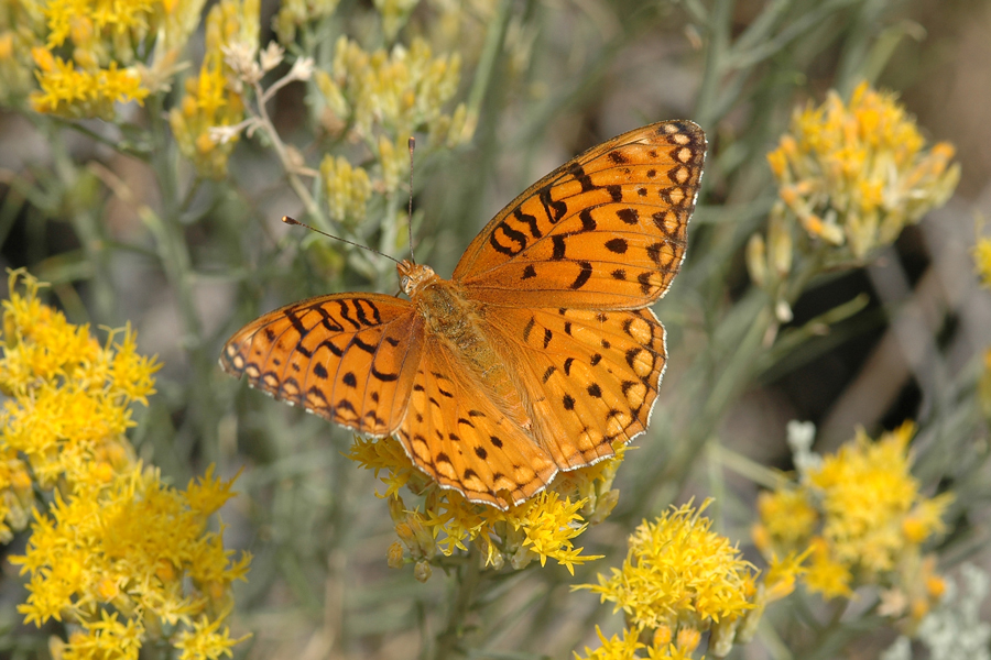 Speyeria coronis semiramis - 'Semiramis' Coronis Fritillary