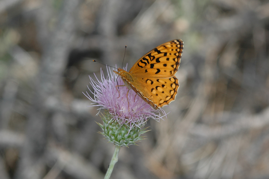Speyeria coronis semiramis - 'Semiramis' Coronis Fritillary
