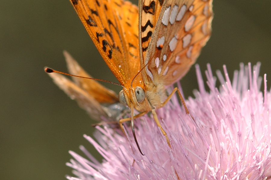 Speyeria coronis semiramis - 'Semiramis' Coronis Fritillary